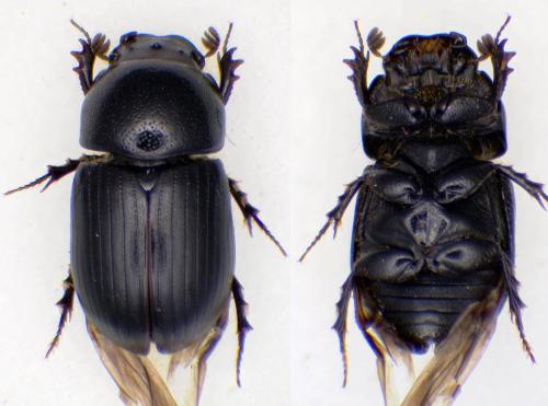 Réf. 318 074 : Agrilinus ater